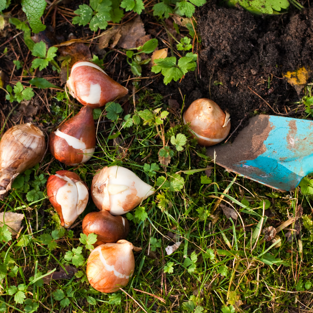 El secret de la primavera: Plantar bulbs al gener